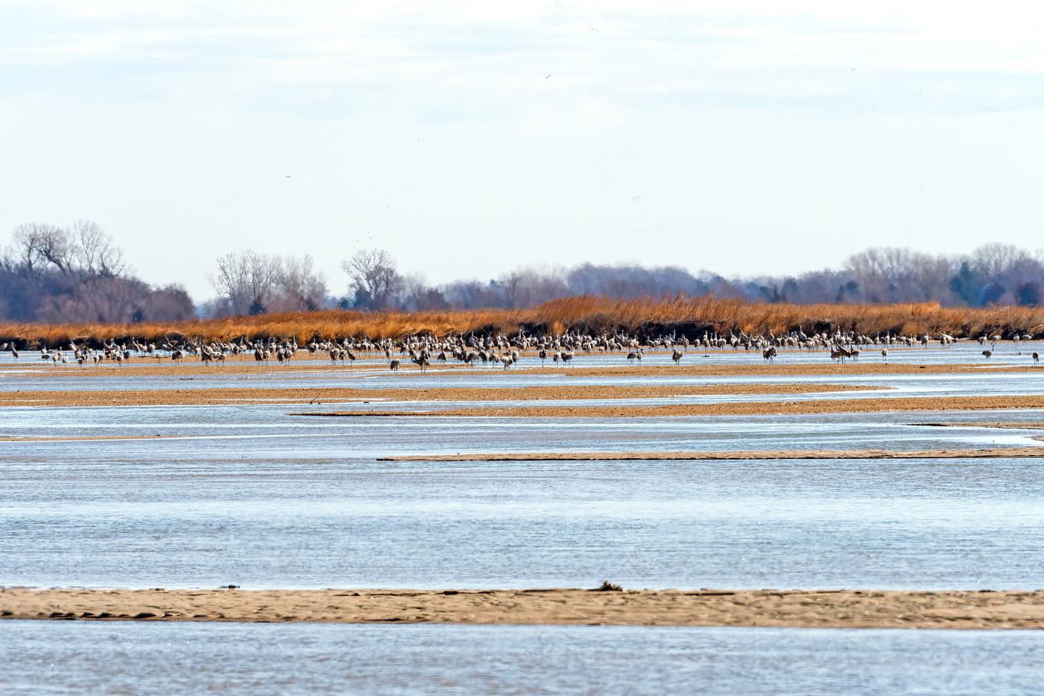 Large Group of Cranes Roosting in the Plate River Near Kearney, Nebraska